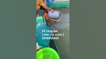 Cá nàng hai giống (thác lác cườm), ace cần mua gọi trực tiếp cho em ĐT 0918955469 hoặc 0917502382