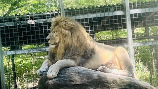 Claws ‘N’ Paws Wild Animal Park