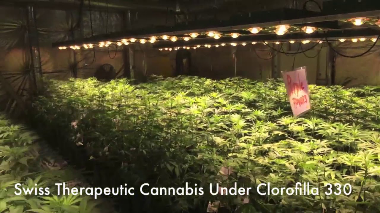 Phytolite products: Swiss Therapeutic Cannabis