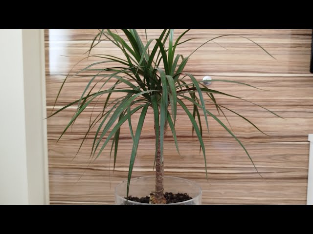 monstera mint Monstera Adansonii Mint plant for Sale main image 0