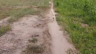 Guy Comes Home From Work With A Stray Dog |The Dodoo🥰,jhd