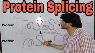 Protein splicing