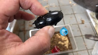 絶対に幼虫が採れる国産オオクワガタの産卵セット