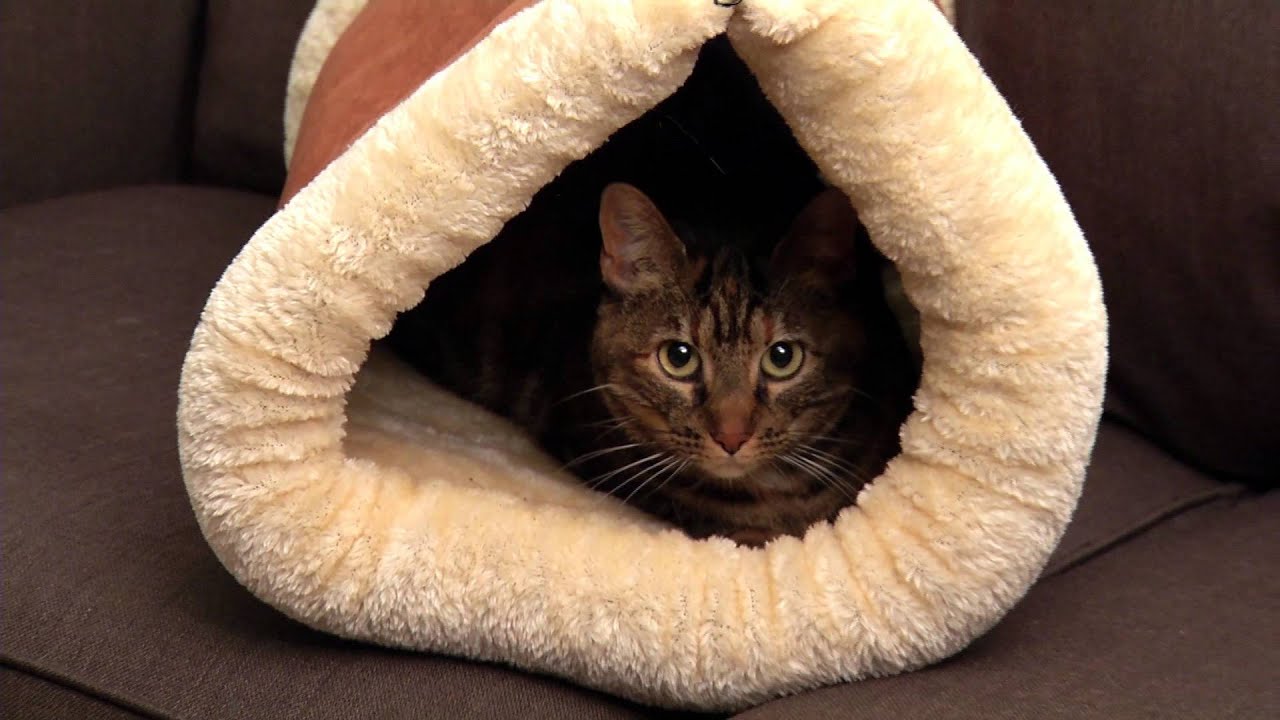 Kitty Shack at Amerimark.com