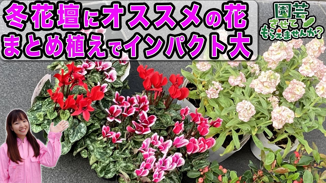 寂しかった花壇が復活】冬花壇にオススメの花 まとめ植えでインパクト