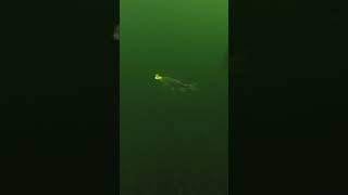 Northern Pike hitting a jig and minnow.