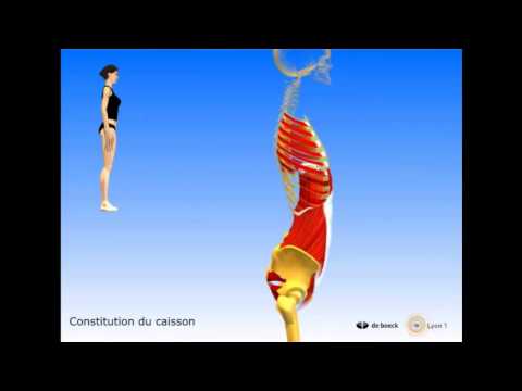 Vidéo sonorisée Le tronc caisson