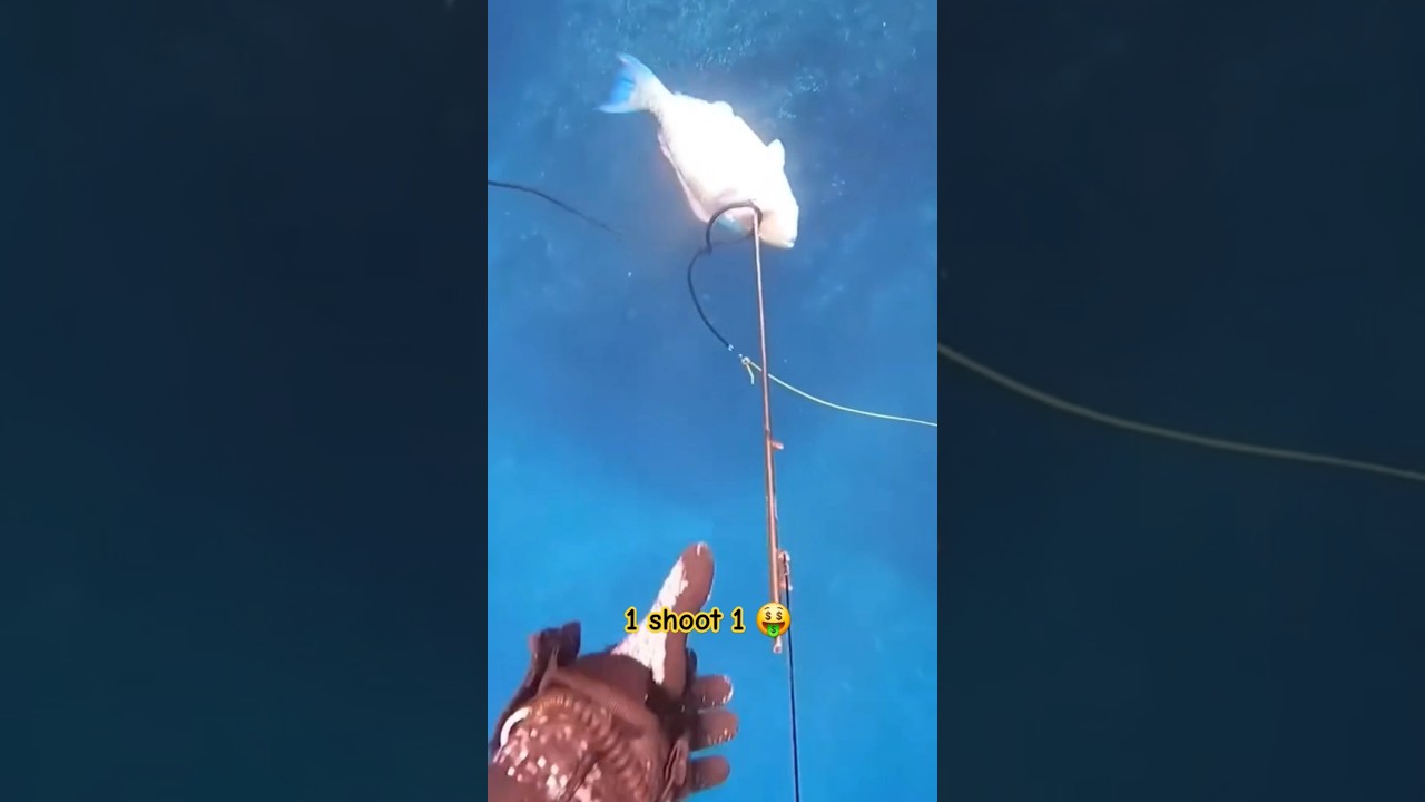 2 shooting fish and octopus on the seabed in the coral reef is very exciting 