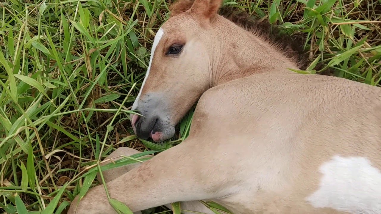 FILHOTE DE CAVALO A NATUREZA É LINDA - YouTube