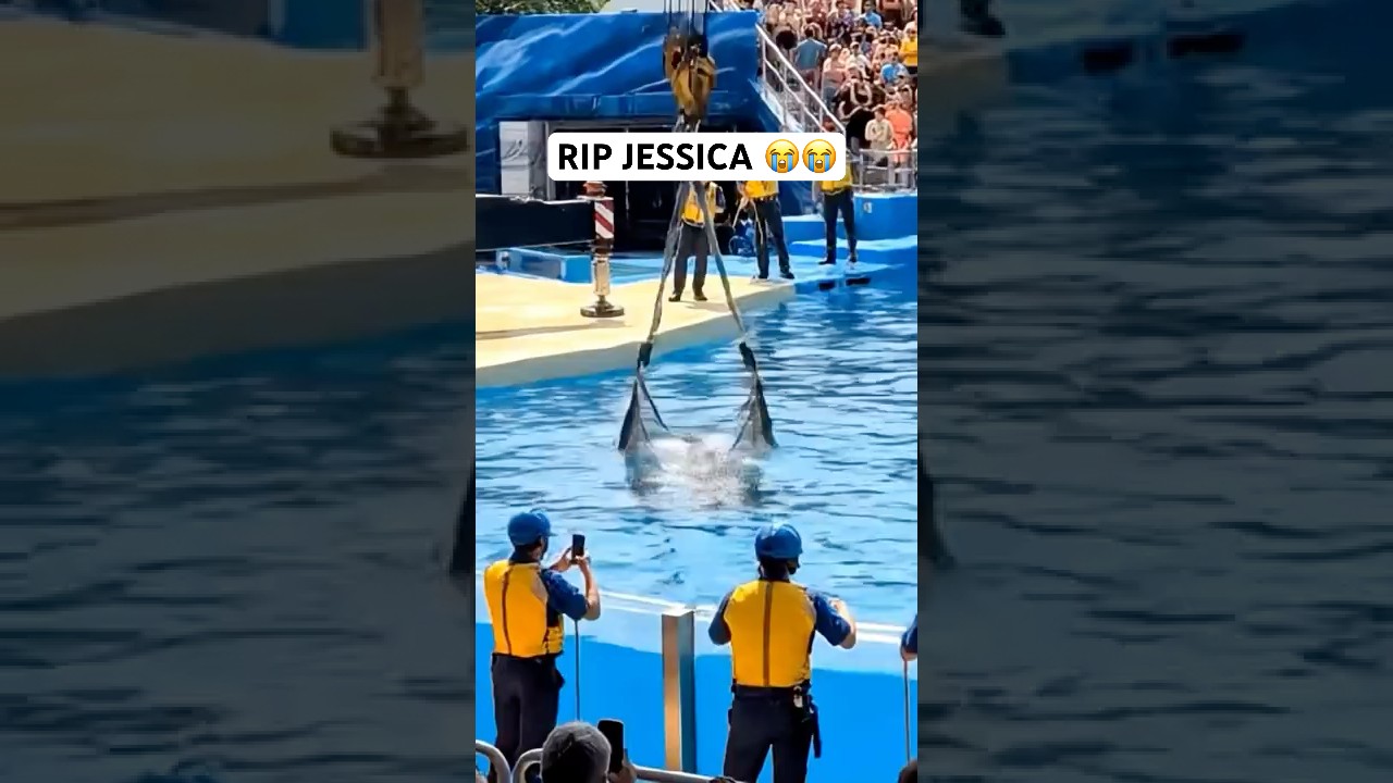 RIP JESSICA GOOD BYE ORCAS YOU ARE KILLER 😭😭