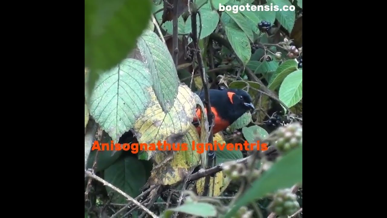 Anisognathus Igniventris - Tángara Buchirroja-Scarlet-bellied Mountain tanager 
