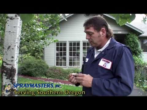 Tom, a service technician for Spraymasters Inc Pest Control of Medford shows how to improve the health of your trees with a seasonal Arbor System Injection & Deep Root Feeding at a home near Ashland in Southern Oregon. Spraymasters Inc, of Medford Oregon was established in 1968 and has been faithfully providing complete pest control services to homes and businesses in Jackson and Josephine Counties for 42 years. Our motto is "Quality Care At Affordable Prices." We are Pest Control Experts and also provide New Construction Abatement, Professional Weed Control, Hydro Seeding, Arbor System Injections & Deep Root Feedings! Spraymasters offers a 100% Satisfaction Guarantee for our Continuous Service Contracts. Spraymasters Inc Pest Control serves the cites of Ashland, Talent, Phoenix, Medford, Jacksonville, Central Point, White City, Eagle Point, Sams Valley, Tolo, Gold Hill, Rogue River, Grants Pass, Merlin, Galice, Hugo, Sunny Valley, Leland, Golden, Wolf Creek, Placer, Wimer, Shady Cove Trail, McLeod, Butte Falls, Fruitdale, Prospect, Union Creek, Williams, Applegate, Emigrant Lake, Howard Prairie Lake, Lake of the Woods, Lake Creek, New Hope, Green Springs, Mountian View, Redwood, Wilderville, Selma, Kerby, Idlewild, O'Brien & Cave Junction. Visit our website for more information: www.spraymastersinc.com