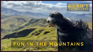 Fun in the Mountains with our Dog