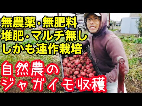 無農薬 無肥料 マルチ無しで連作栽培したジャガイモの収穫 農業 19年12月5日 Youtube