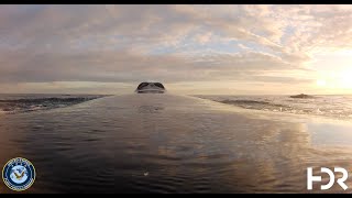 North Atlantic Right Whale Tag and Drone Video, 22 November 2022 - Best Viewed in HD or 4K Setting