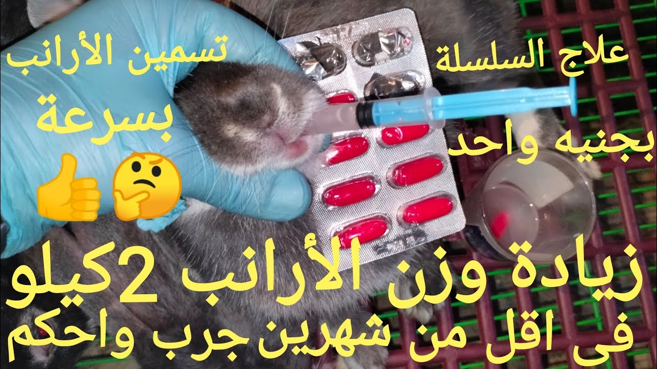أعلى تسمين لجميع الأرانب فى ٣ايام ٢كيلو فى أقل من شهرين وأقوى رافع للخصوبة وعلاج السلسلة والضعف 👍
