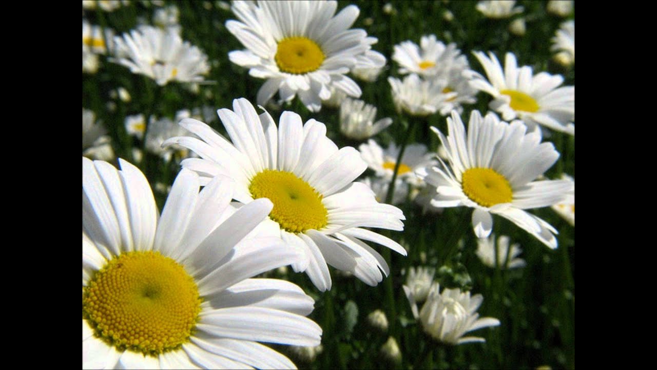 Amazing Grace  in Swedish -Av nåd - Mia Marianne