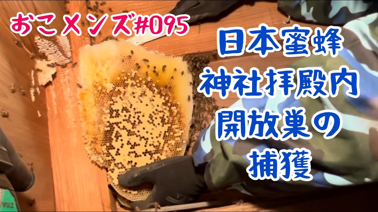 日本蜜蜂の開放巣を捕獲。神社拝殿内の蜜蜂を保護する。
