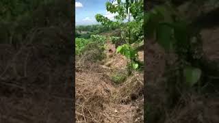 mo's land watch and cleaning