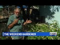 The Weekend Gardener: Native berry plant for your garden