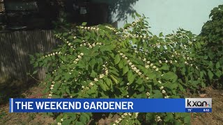 The Weekend Gardener: Native berry plant for your garden