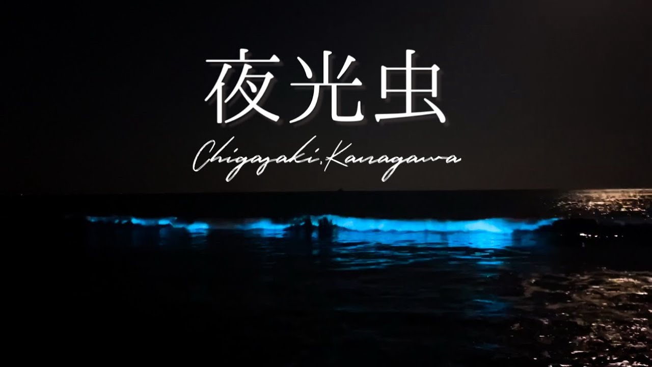 夜光虫】2026.5茅ヶ崎サザンビーチ - YouTube