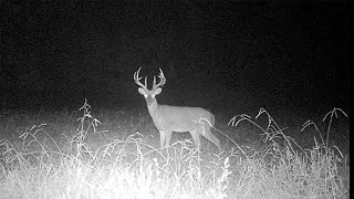 Checking My Trail Cameras! 9/1/21