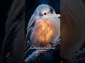 This Bird Looks Like a Flying Cotton Ball 🐦
