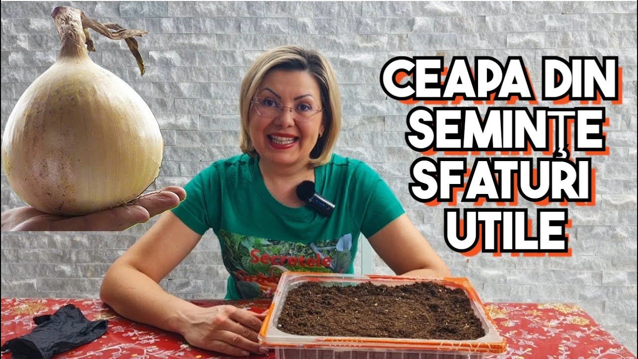 Ceapa gigant Ailsa Craig- cultivarea din semințe.  Sfaturi utile🧅🧅🧅