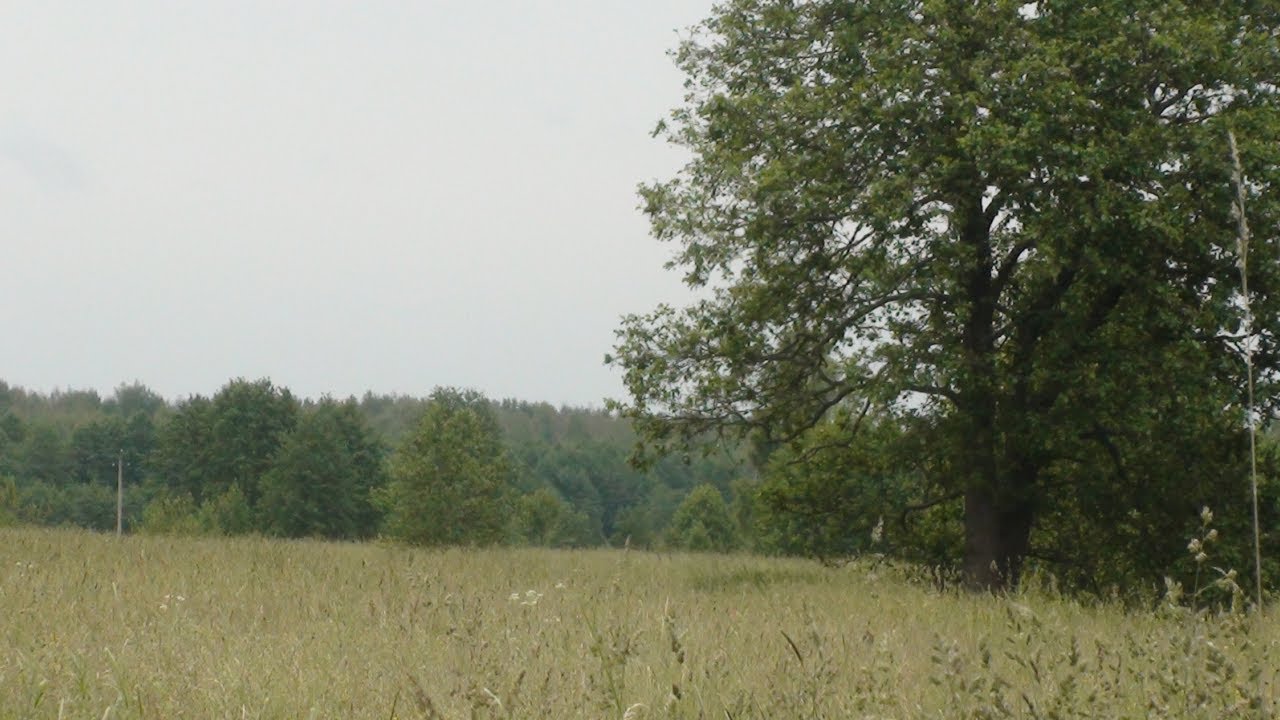 Дорино: поля Меншикова