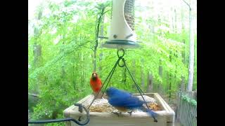 Early Bluebird Baby Fed By Mom April 27