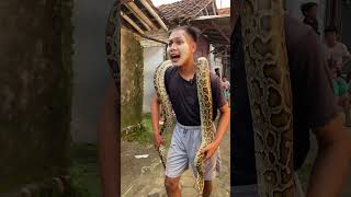 Cemong Sayang Banget Sama Ular Ini Tapi Ternyata Bukan Punya Dia
