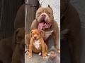 दुनिया के 5 शक्तिशाली कुत्तेtop5😈🐕 strongest dog breeds #shortsfeed#viralshorts #viraltag #doggys