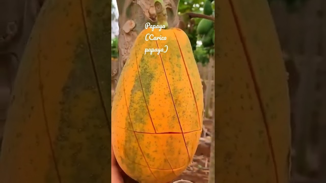 Papaya very rich in vitamin A,E and antioxidants.Anticancerous in nature & aids in digestion.