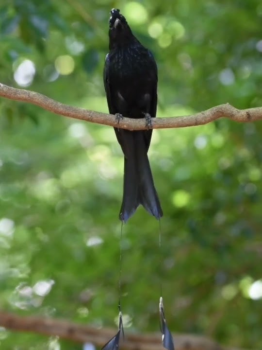 suara burung srigunting kantil gacor alam #birds #birdsounds #birdslover #shortvideo #shorts