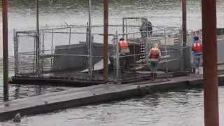 A TRAPPED SEA LION GETS A MOMENTARY ViCTORY
