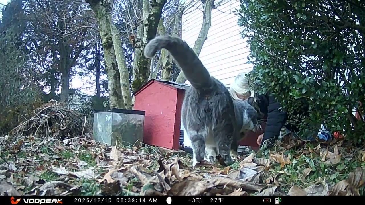 Backyard Chronicles  Stray Cats and Nocturnal Visitors at the Food Bowl 20251210 G