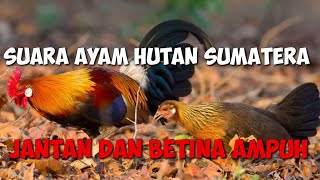 suara ayam hutan Sumatra || jantan betina kombinasi betina birahi