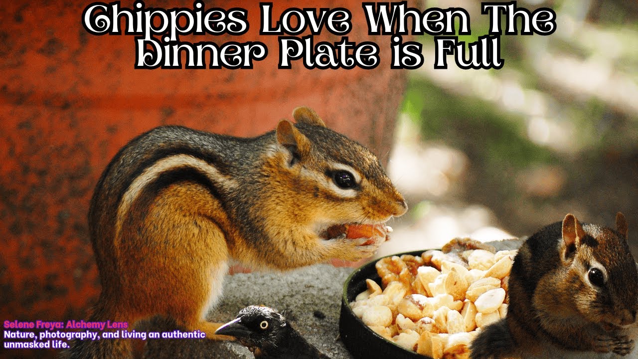 Chippies Love When The Dinner Plate is Full