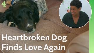 Heartbroken Dog Finds Love Again | The Dog House🐶