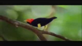 Moonwalking Bird