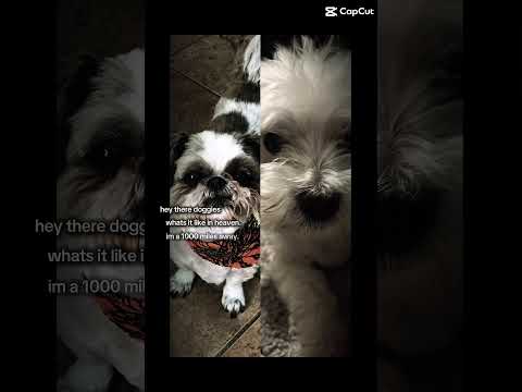 I miss them still #dogs