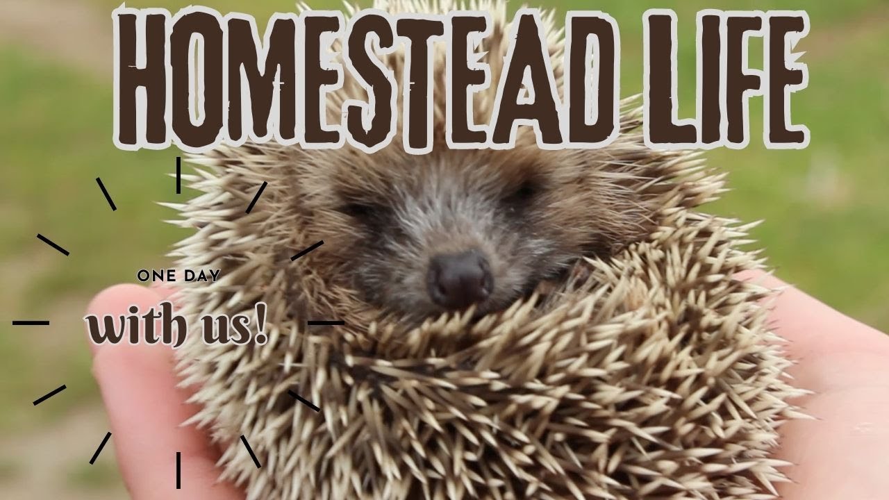 HOMESTEAD LIFE - A Homeschooled day on the FARM! - YouTube