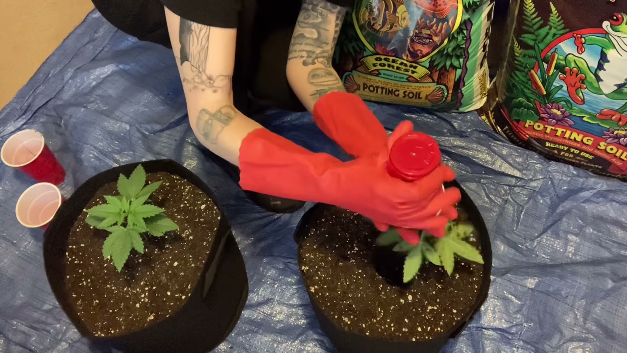 How to transplant marijuana plants