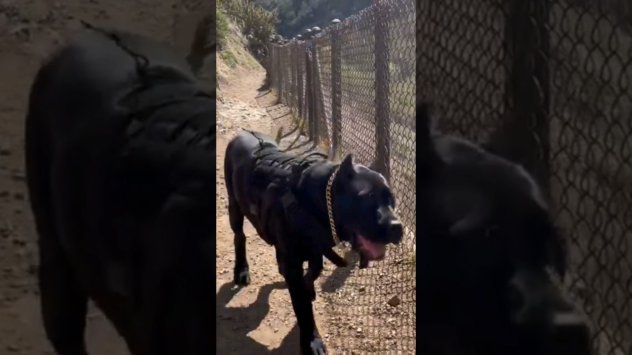 All Black Presa Canario "Toro" as a 