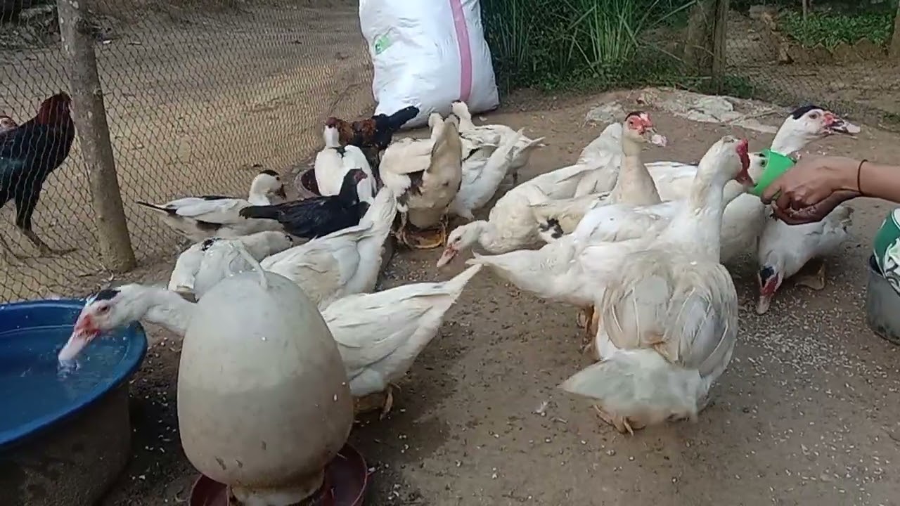 Keturunan entok jumbo 