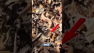 Why You Should Never Jump On Dry Leaves