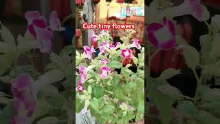 Cute tiny flowers inside Wont Tai Sin Temple #youtubers #myshortsvideos #mysubscribers #mychannel