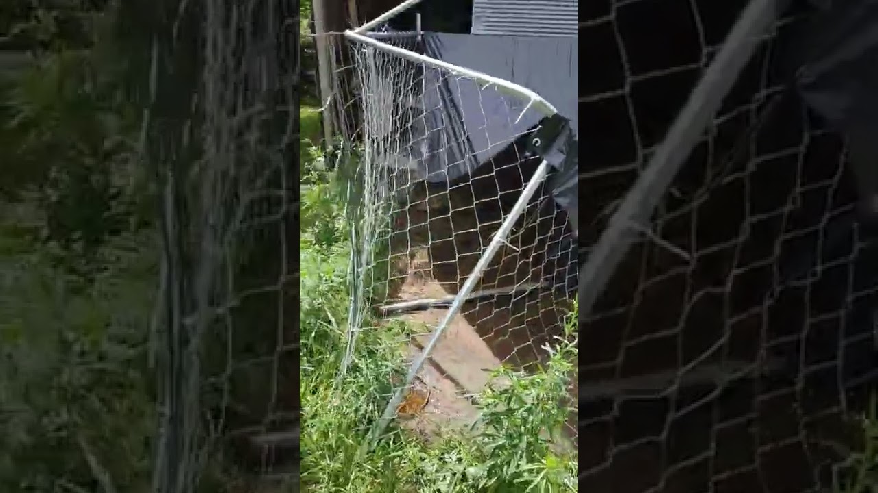 Oh No, Amazon Dog Kennel vs. Rain Storm👀😡😰😥