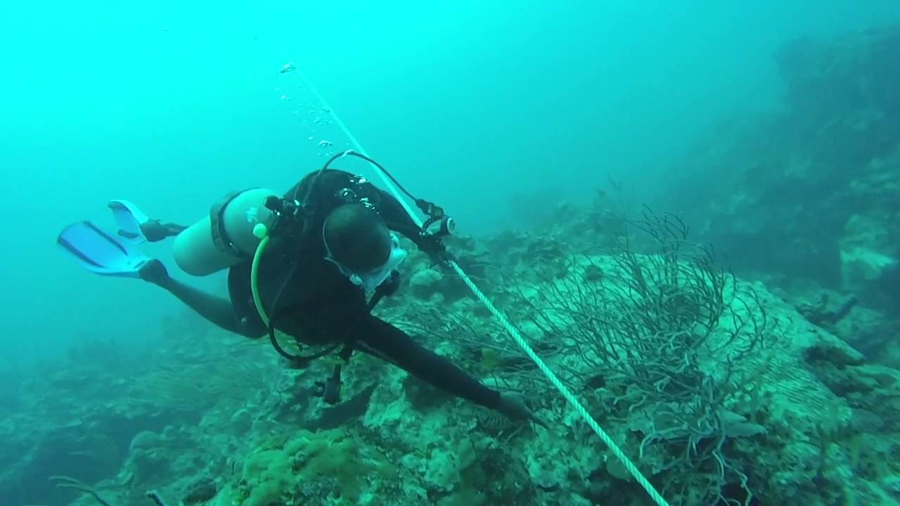 Small Hope Bay Lodge Diving the Wall (Andros / Bahamas) YouTube